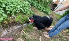 Slave Pig Humiliation Eat Mud and Grass by Princess Deh # 1080HD