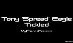 Tony (Spread) Eagle Tickled On The Table