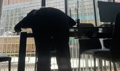 The Headmistress disciplines