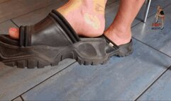 Biscuits under cruel Buffalo Mules