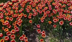 Well worn Nike Air Max 90 destroy flowers, walk, crush and stomp in tulip field