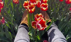 Timberland Boots destroy flowers stomp, crush, walk in tulip field