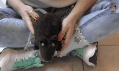 Stuffed Toy under Sneakers