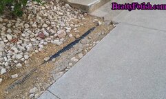 Shoeplay spying on Latinas long legs and cute white socks in public