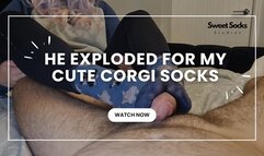 He Exploded For My Cute Corgi Socks!