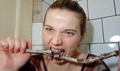 A feral cat chews on a stick