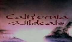 CW 121 Fantasy In Oil, Volume 1