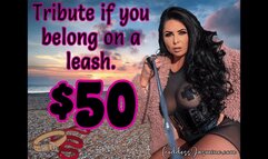 Tribute if you Belong on a leash $50