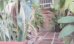 Milah Arches super sexy walk in Black mules with Dangling