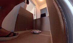 Italian girlfiend - Stomping on chicken in white rugged sandals POV VIEW