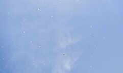 Hibiscus tiny bikini with silicone foot bondage