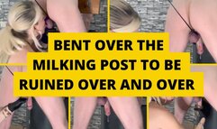 Bent over the milking post to be ruined over and over again