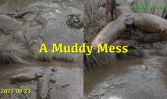 A Muddy Mess, 2022-08-23