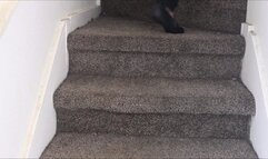 Stomping in Black Flats