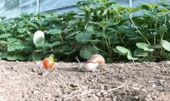 CC - The adventures of Tiny John 2 Sfx