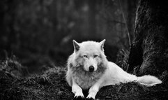 Shiba Inu Test Video