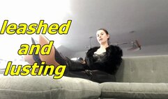 Leashed and Lusting (AVI)