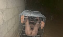 Electric collar on his micro penis