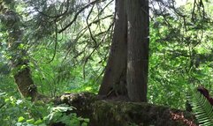 You will always cum for the goddess featuring Amber Chase