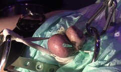 cbt movie the small version of this freestyle piercing stretching and more