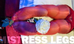 Mistress Legs In Red Shiny Pantyhose Play With Rose (MOV HD)