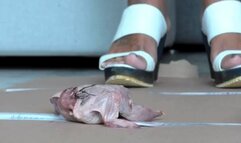 Italian girlfriend - quails meat crush fetish in 3 different shoes food crush pov view heavy cam 2