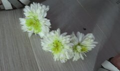 trample flowers in shoes a