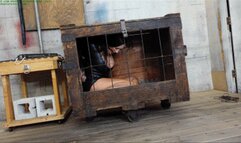 Pulled from her cage, impaled on a dildo for multiple bound orgasms (WMV HD 8000kbps)