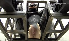 Ponygirl Phoenix Part 1 of 2