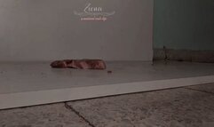 Barefoot steak crush fetish - meat food crush