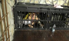 The Maya 72h Challenge - Maya Homerton - The ultimate Bondage Session - Clip 8 - In the Cage - Full Clip mp4 HD