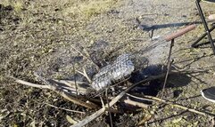 TORY BAKE VEGETABLES NAKEDWEARING A SWIMSUIT