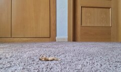 Foot Bitch Cum Stomp