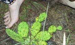 Watering the Cacti HD