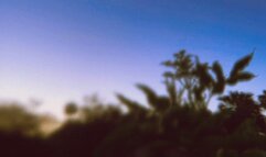 The Neighborhood Wife