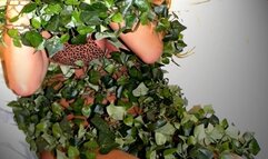 Monster Huntress 20: Seed of Destruction! (starring Hollywood)