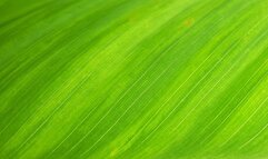 Test Video (Do not Purchase)