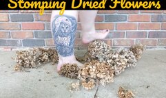 Hydrangea Flower Stomping ASMR