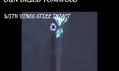 LUNCH FEEDING FRESHLY HARVESTED