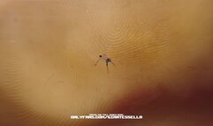 Giantess girl crushes shrunken micro slave under her feet