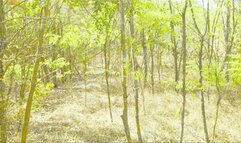 Lady Alice compilation 07 (demonstration 3) mesmerize