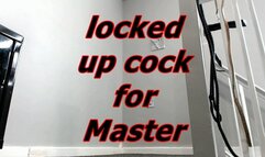 locked up cock for Master (AVI)
