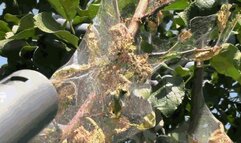 My new vacuum cleaner will clean the garden of cobwebs and vermin mp4