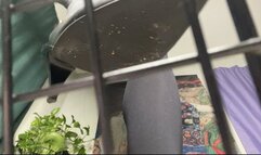 Pt 5 Cage the undesirables POV