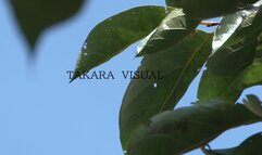 ALDN-018 A Creampie From The Cherry Boy. It Was To The