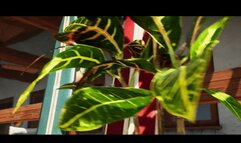 Bikini babe joins two dick girls and gets double penetration fucking outside