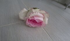 Stomp on roses with shoes a