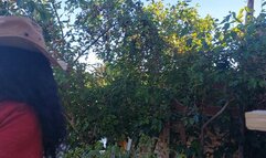 Mulberry tree harvest buttcrack