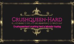 Crushing toydog labrador in nylons and wooden Berkemann sandals