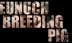 Eunuch breeding PIG (Part 5)